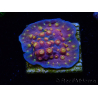 WYSIWYG - WWC Cyphastrea Rainbow Madness
