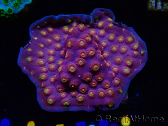 WYSIWYG - WWC Cyphastrea Rainbow Madness