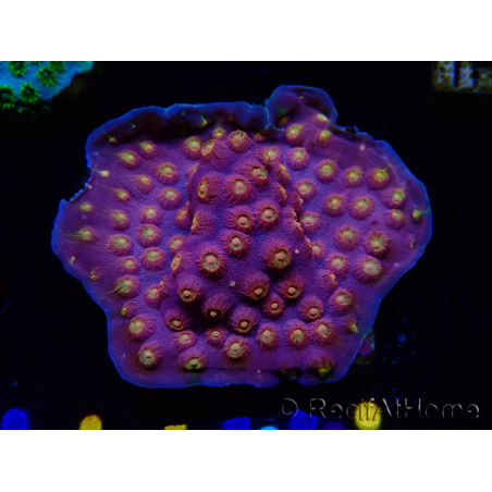 WYSIWYG - WWC Cyphastrea Rainbow Madness