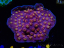 WYSIWYG - WWC Cyphastrea Rainbow Madness