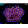 WYSIWYG - WWC Cyphastrea Rainbow Madness