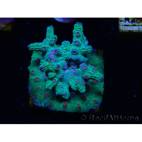 WYSIWYG - RAH Cyphastrea decadia Grün