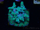 WYSIWYG - RAH Cyphastrea decadia Green