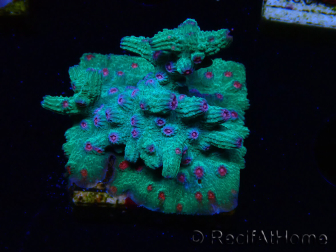 WYSIWYG - RAH Cyphastrea decadia Green