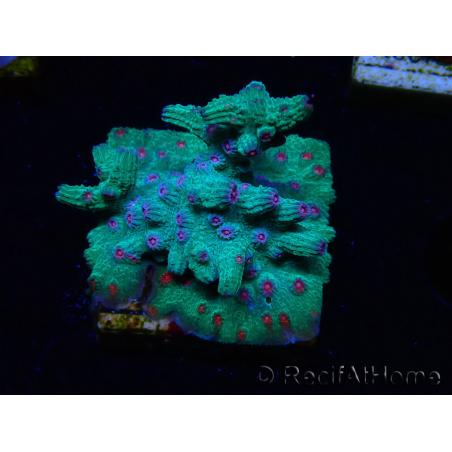 WYSIWYG - RAH Cyphastrea decadia Verde