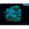 WYSIWYG - RAH Cyphastrea decadia Verde