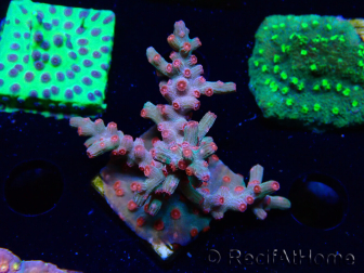 WYSIWYG - RAH Cyphastrea decadia Rot