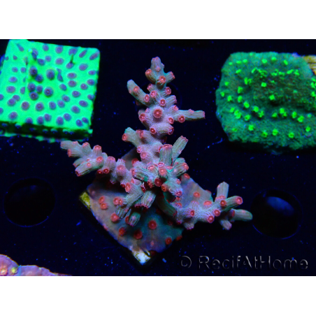 WYSIWYG - RAH Cyphastrea decadia Red