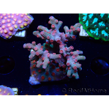 WYSIWYG - RAH Cyphastrea decadia Rot