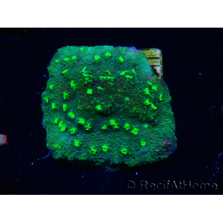 WYSIWYG - JF Astreopora Lime Time
