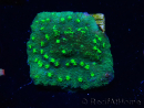WYSIWYG - JF Astreopora Lime Time