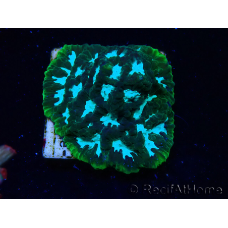 WYSIWYG RAH Favia Luminescent Green