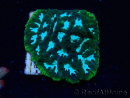 WYSIWYG RAH Favia Luminescent Green