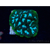 WYSIWYG RAH Favia Luminescent Green
