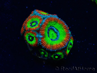 WYSIWYG WWC Holy Grail Micromussa