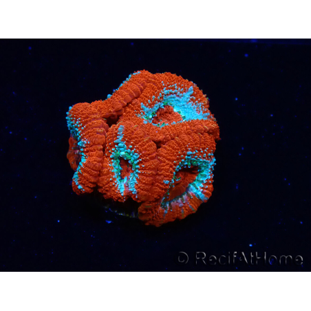 WYSIWYG RAH Micromussa Lava Burst