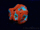 WYSIWYG - RAH Micromussa Lava Burst A2