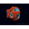 WYSIWYG RAH Micromussa Lava Burst