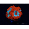 WYSIWYG - RAH Micromussa Lava Burst B2