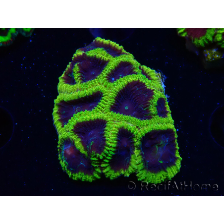 WYSIWYG - TGC Favia Wolverine C7