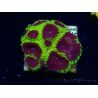 WYSIWYG - RAH Favia Sabretooth I7