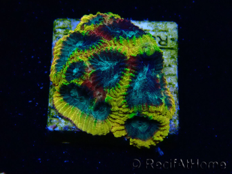 WYSIWYG - JF Yellow Submarine Favia