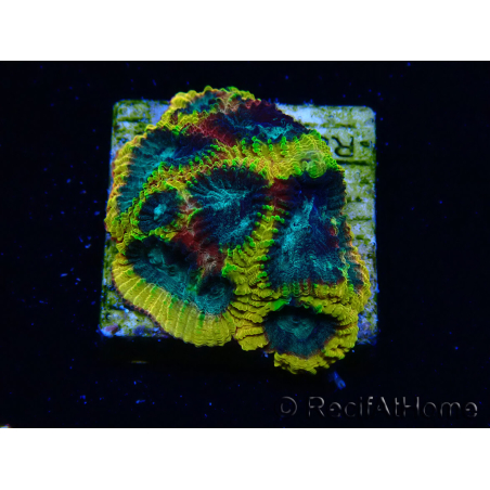 WYSIWYG - JF Yellow Submarine Favia