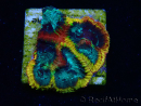 WYSIWYG - JF Yellow Submarine Favia J6