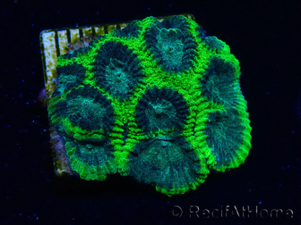 WYSIWYG - RAH Favia Toxic Halo