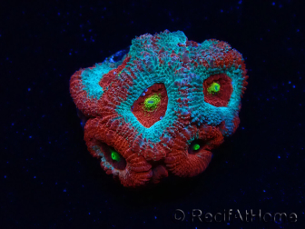 WYSIWYG - RAH Micromussa Dragon's Eye