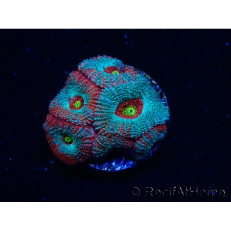WYSIWYG - RAH Micromussa Dragon's Eye