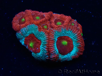 WYSIWYG - RAH Micromussa Dragon's Eye