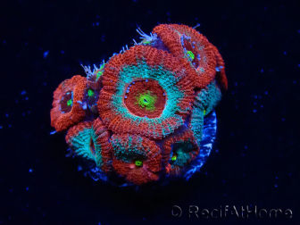 WYSIWYG - RAH Micromussa Dragon's Eye