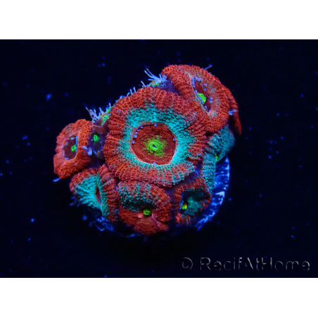 WYSIWYG - RAH Micromussa Dragon's Eye