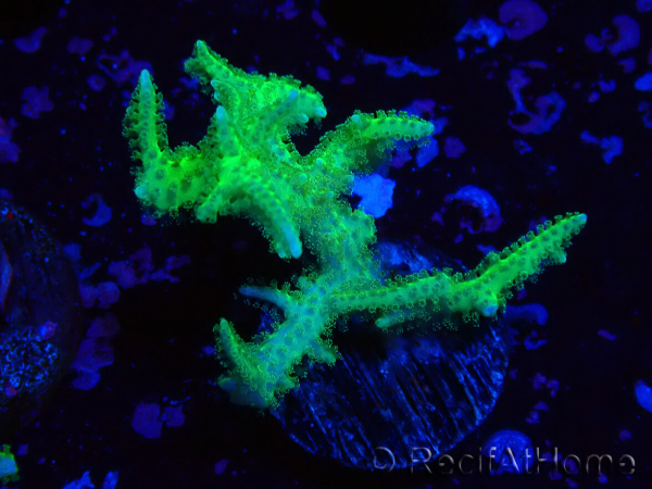WYSIWYG Seriatopora histrix green