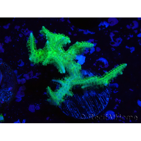 WYSIWYG Seriatopora histrix vert
