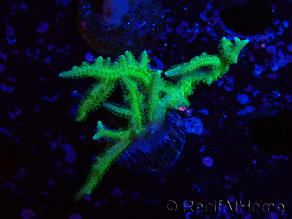 WYSIWYG Seriatopora histrix verde