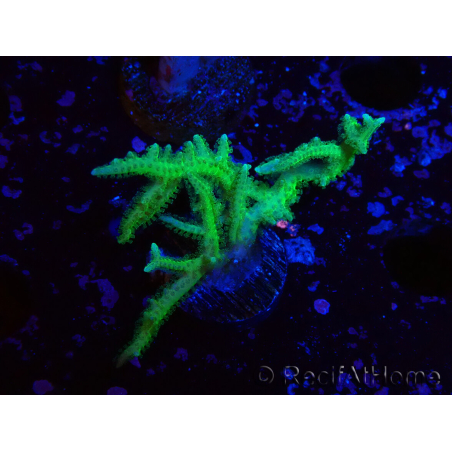 WYSIWYG Seriatopora histrix green