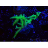 WYSIWYG Seriatopora histrix green
