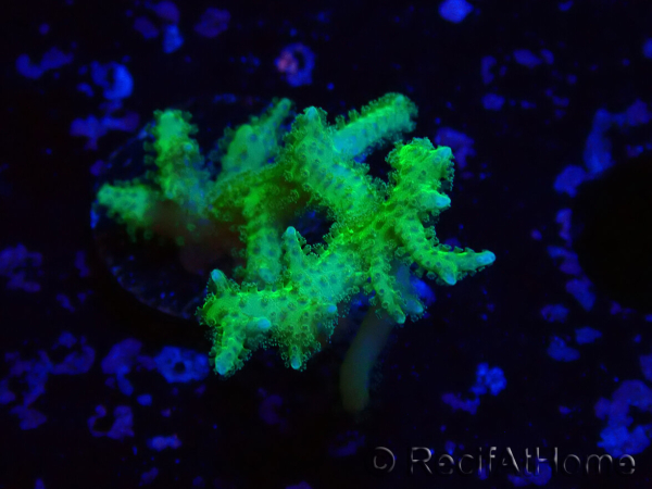 WYSIWYG Seriatopora histrix green