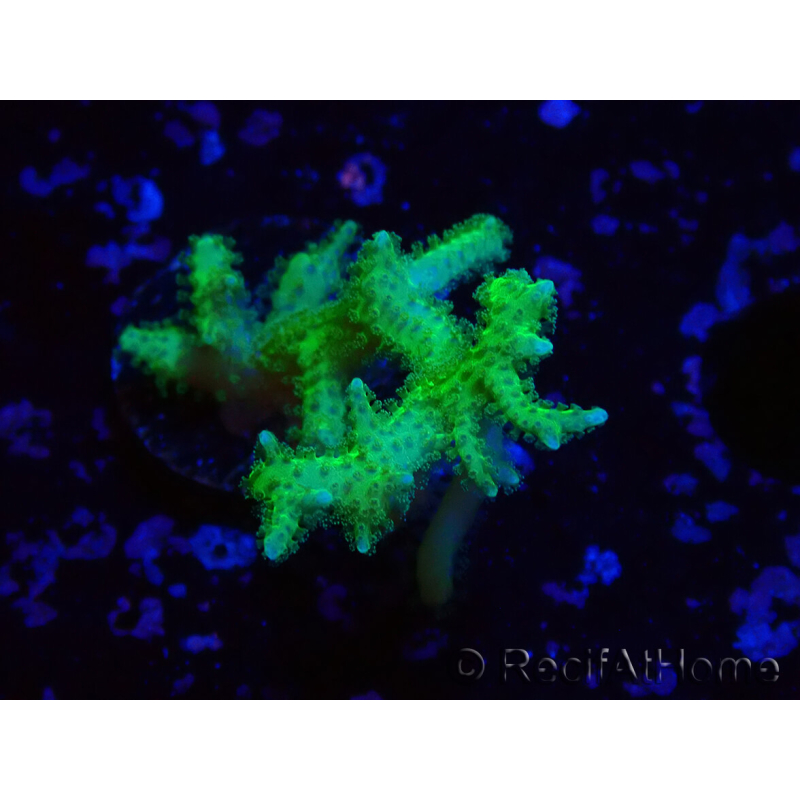 WYSIWYG Seriatopora histrix vert