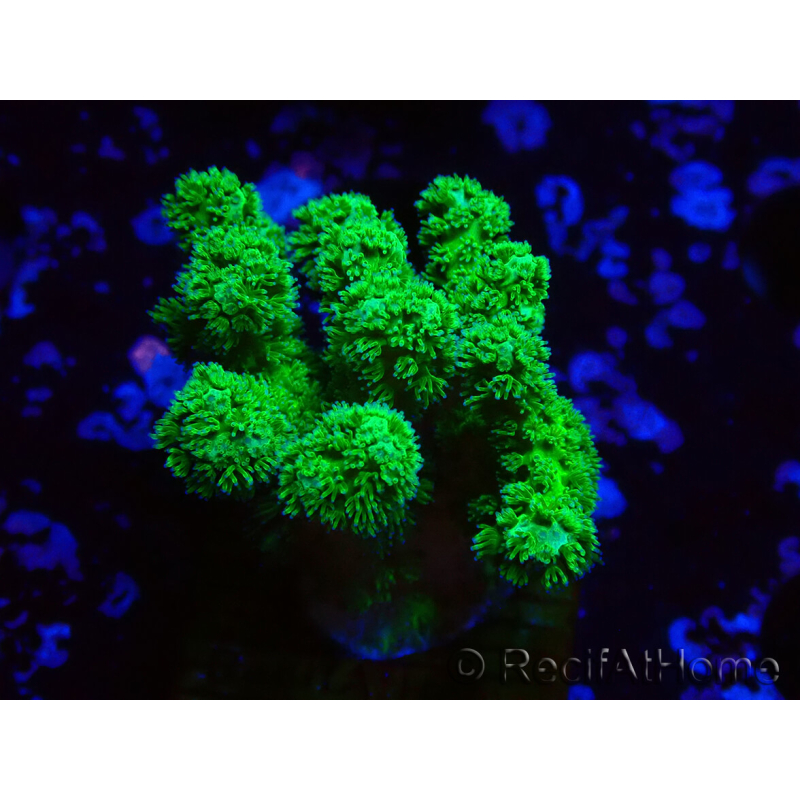 WYSIWYG Pocillopora damicormis jaune vert
