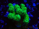 WYSIWYG Pocillopora damicormis gelb-grün