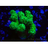 WYSIWYG Pocillopora damicormis jaune vert