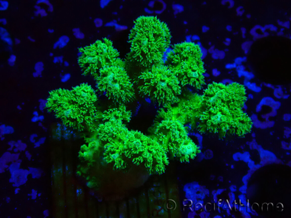 WYSIWYG Pocillopora damicornis amarillo verde