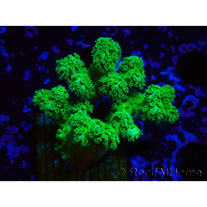 WYSIWYG Pocillopora damicornis gelb grün