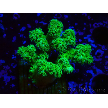 WYSIWYG Pocillopora damicornis amarillo verde