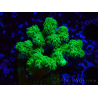 WYSIWYG Pocillopora damicornis jaune vert 1B4