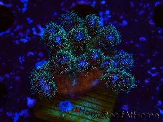 WYSIWYG Pocillopora damicornisrose 1C6