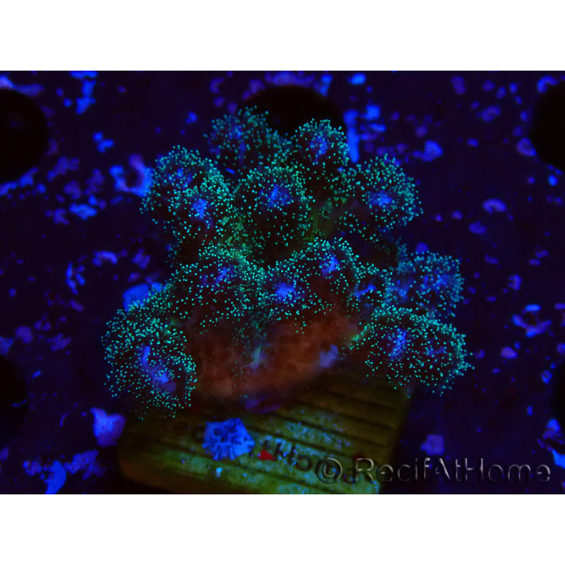 WYSIWYG Pocillopora damicornis rosa
